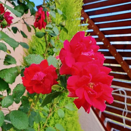ואלה דה קאמברה Rosinha Country House מראה חיצוני תמונה