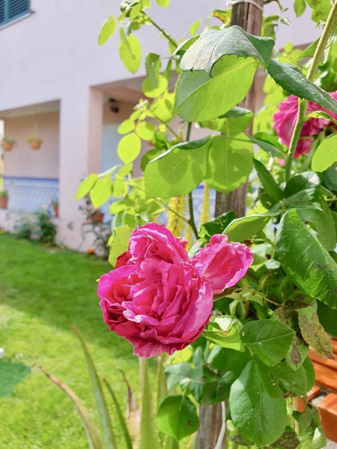 ואלה דה קאמברה Rosinha Country House מראה חיצוני תמונה